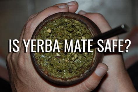 Is it safe to drink yerba mate everyday?